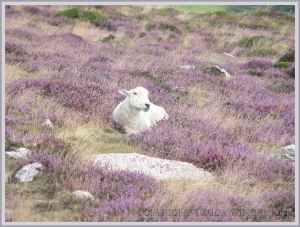 Land on Rhossili Down was first cleared by Neolithic people and is still grazed by sheep, cattle and ponies.