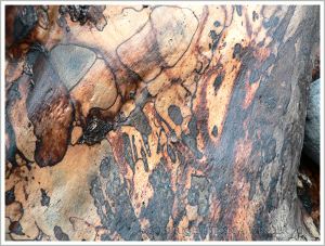 Natural pattern of fungal infection known as spalting in driftwood at Lyme Regis