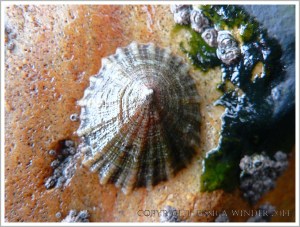 Limpet living on a rust-stained rock at Lyme Regis