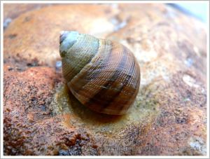 Living Common Periwinkle with a striped shell on coloured rock at Lyme Regis