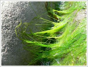 Strands of bright green filamentous seaweed drying on rocks at Lyme Regis