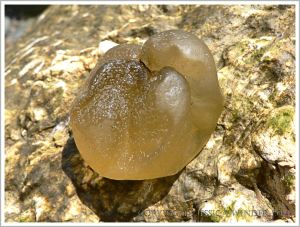 The unusual hollow and globular "Oyster Thief" seaweed at Lyme Regis