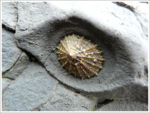 Limpet living in a little rocky hollow, looking like an eye, at Lyme Regis