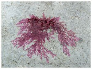 Red seaweed drying on the rock at Lyme Regis