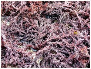 Red seaweed on the beach at Lyme Regis