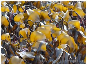 Sun shining through the kelp called Oarweed or Tangle at low tide on the beach at Lyme Regis