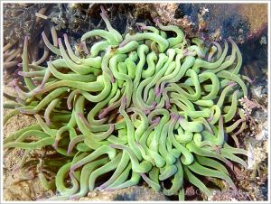 Snakelocks Anemone (the normal green form) in shallow water at low tide on the shore at Lyme Regis