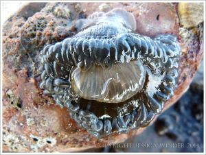 Snakelocks Anemone exposed on a rock at low tide.