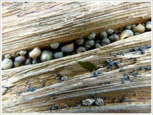 Small periwinkles living on an old wooden groyne on the beach at Lyme Regis