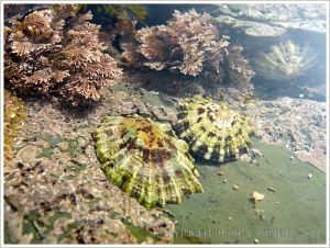Small limpets in a shallow tide pool on the Lyme Regis seashore
