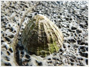 Old limpet living on a rock riddled with the burrows of marine worms