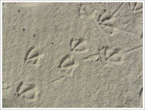 Bird footprints in the sand at Lyme Regis