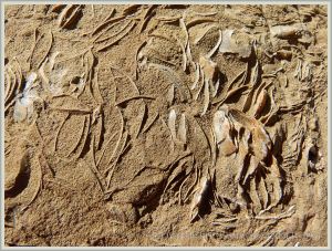 Middle Jurassic bivalve shell fossils at Eype