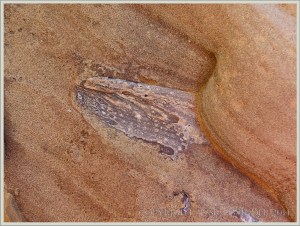 Ferruginous sandstone with fragment of bivalve fossil at Eype