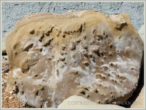 Sandstone with nodules in a beach boulder at Eype