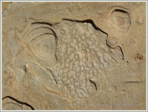 Weathering pattern in a beach boulder at the western end of Eype beach
