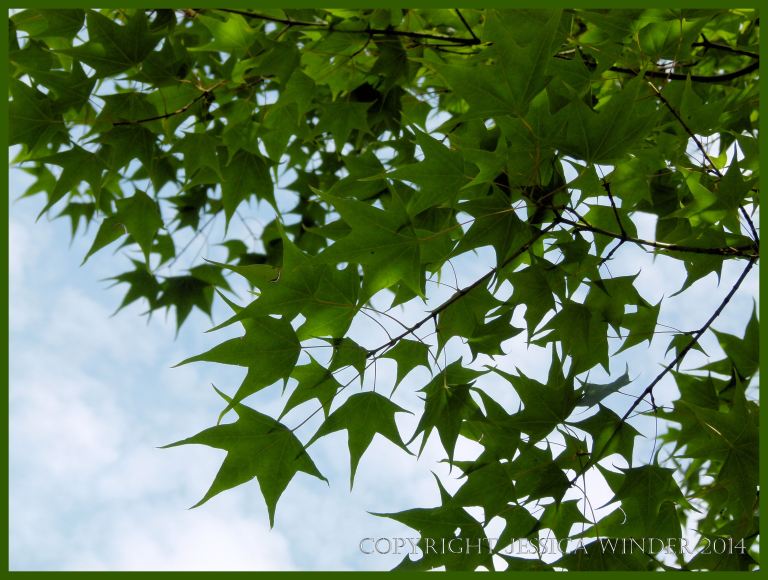 Leaves silhouetted against the sky