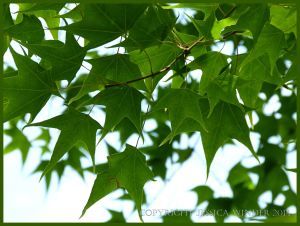 Leaves silhouetted against the sky