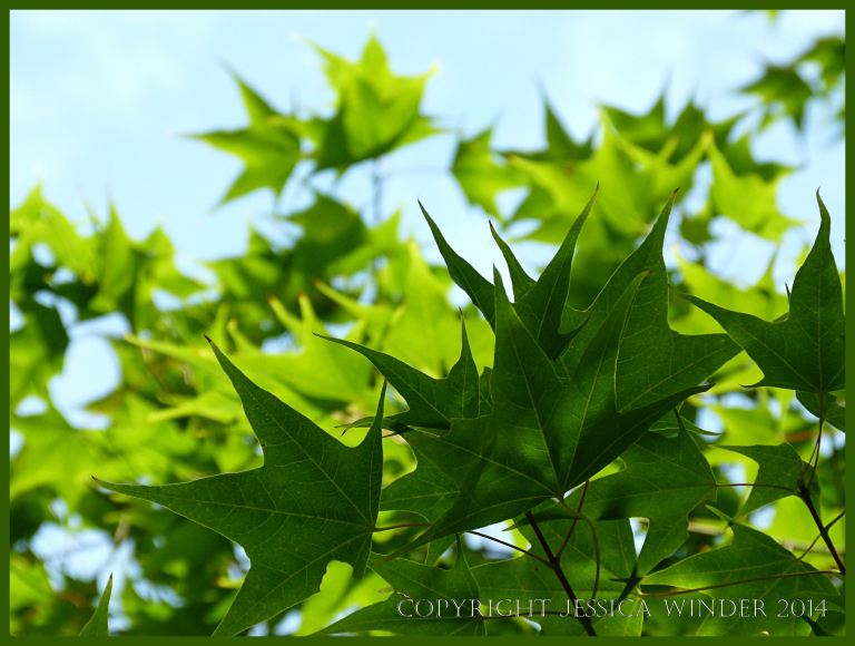 Leaves silhouetted against the sky