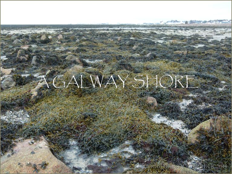 A seaweed covered shore on the edge of Galway Bay