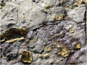 Calcitic inclusions in purpley coloured rock layer on the Worms Head Causeway.