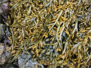 Egg Wrack seaweed on wet pebbles at the beach