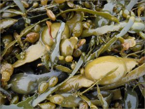 Egg Wrack seaweed