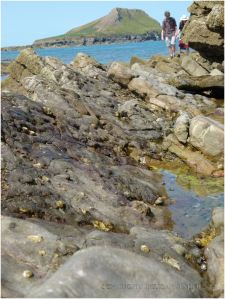 Seashore creatures like limpets cling to the sloping surfaces of jagged edge rock strata.