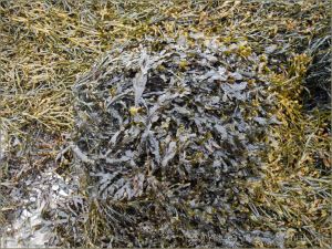 Bladder Wrack and Egg Wrack seaweed