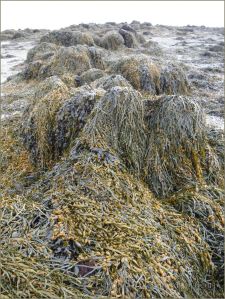 Mostly Egg Wrack draped over a beach boulder