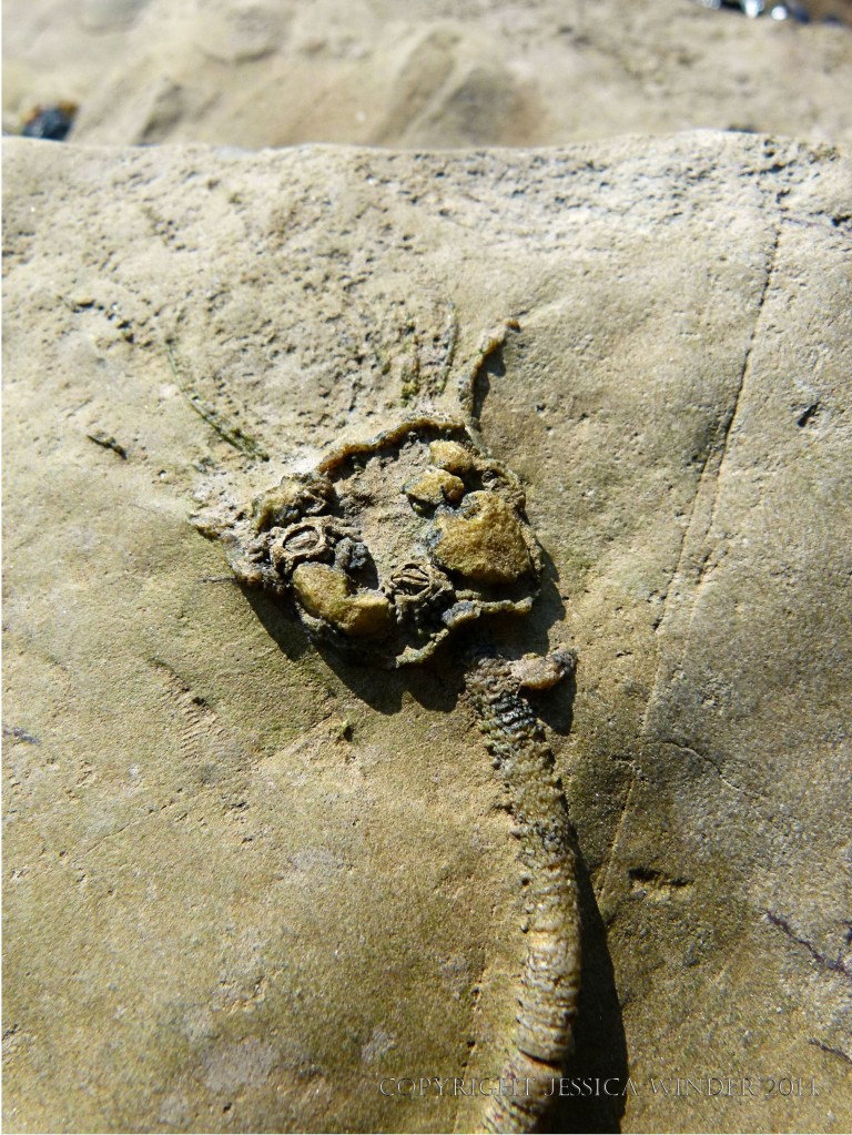 Rocks & Pools on Worms Head Causeway – Jessica's Nature Blog