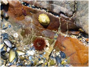 Small pool in coloured limestone with a limpet and sea anemone