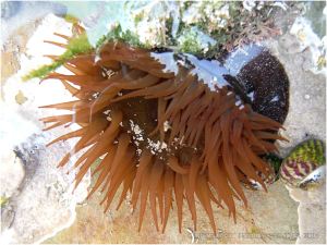 Red Beadlet anemone with extended tentacles under water in a small pool