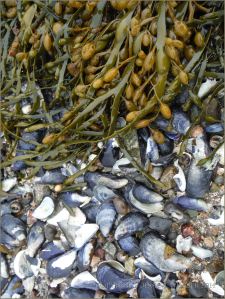 Egg Wrack and empty mussel shells