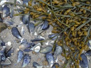 Egg Wrack seaweed and empty mussel shells on the beach