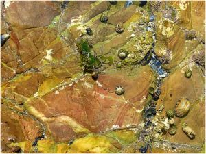 Shallow tidal pool of coloured rocks with grazing striped top shells