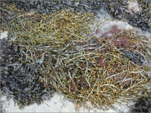 Egg Wrack and Bladder Wrack