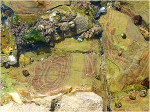 Shallow tide pool on the Worms Head Causeway in Gower, South Wales, with red stripe patterns in the Carboniferous Limestone