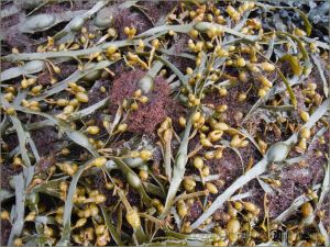 Egg Wrack (Ascophylum nodosum) with epiphytic red Polysiphonia lanosa