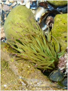 Snakelocks Anemone underwater in a small rock pool on the Worms Head Causeway