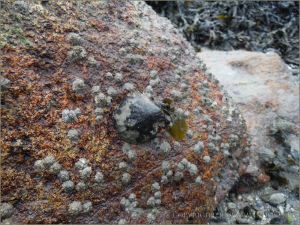 Limpet and barnacles on a beach boulder