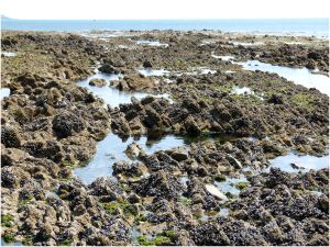 Extensive shallow rock pools interspersed among the jagged rocks on the far side of the Worms Head Causeway