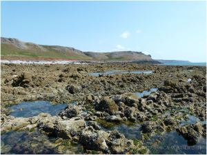 View from the centre of Worms Head Causeway towards Tears Point and the South Gower Coast