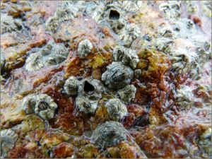 Acorn barnacles growing on a biofilm covered beach boulder