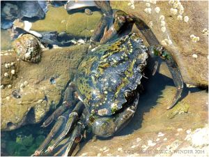 Green Shore Crab living in a rock pool on the Worms Head Causeway