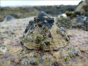 Living limpet with patches of encrusting brown seaweed on the shell