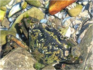 Green Shore Crab living in a rock pool on the Worms Head Causeway