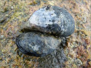 Edible Mussels growing on rock