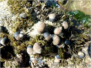 Common Periwinkles feeding on seaweed on the Worms Head Causeway
