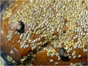 Smooth rusty boulder covered with acorn barnacles and with grazing Common Periwinkles